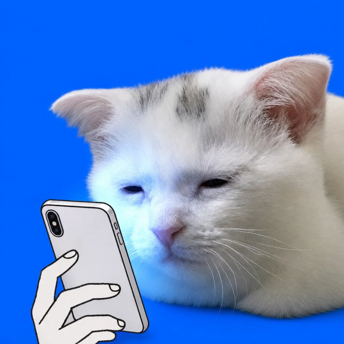 Exhausted Cat lit by a phone screen at night